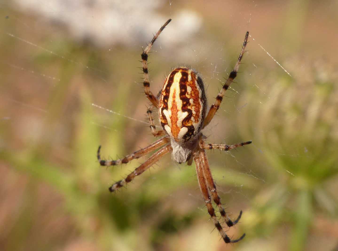 Carrellata di Aculepeira armida